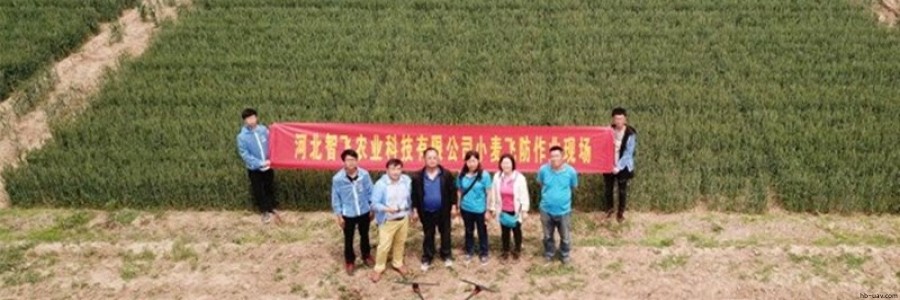 智飛極農無人機聯手河北省植保研究所開展“河北小麥病害減量增效”項目